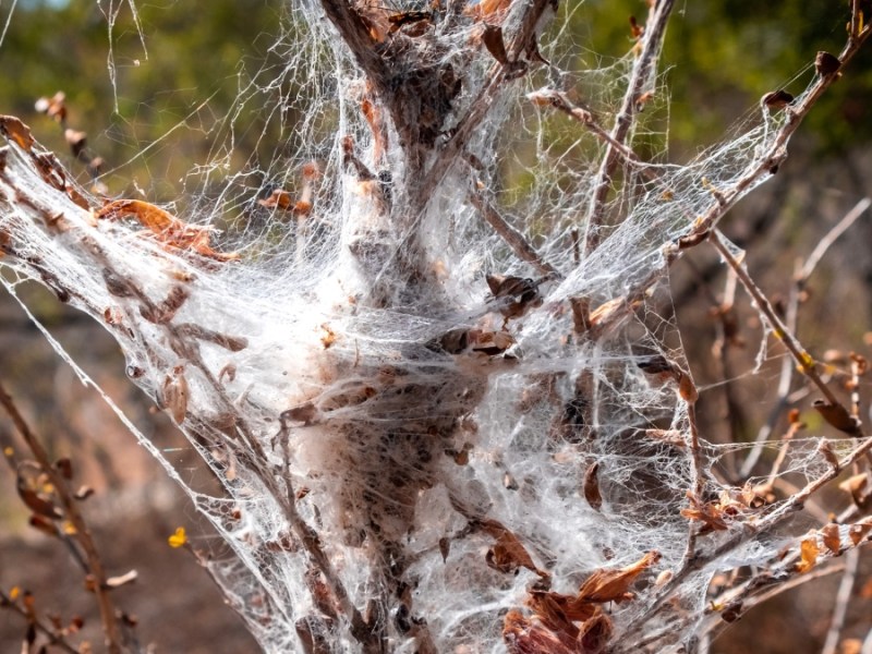 Dickes, weißes Spinnennetz in Chillagoe, Queensland, Australien. Es ist um eine Pflanze gewunden.
