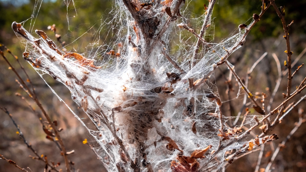 Dickes, weißes Spinnennetz in Chillagoe, Queensland, Australien. Es ist um eine Pflanze gewunden.