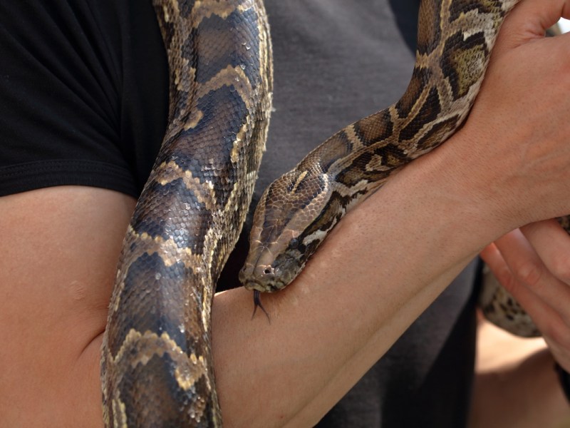 Eine Schlange kriecht einem Mann über den Arm.