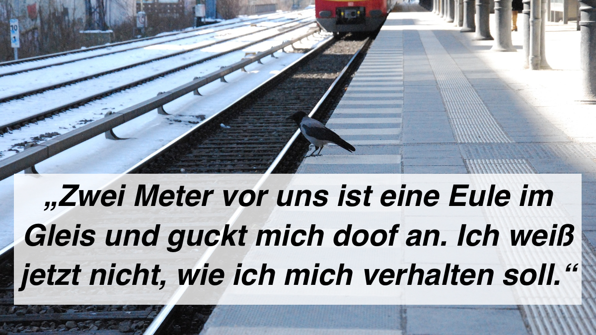 Eine Krähe sitzt an einem Bahngleis und eine S-Bahn fährt ein.