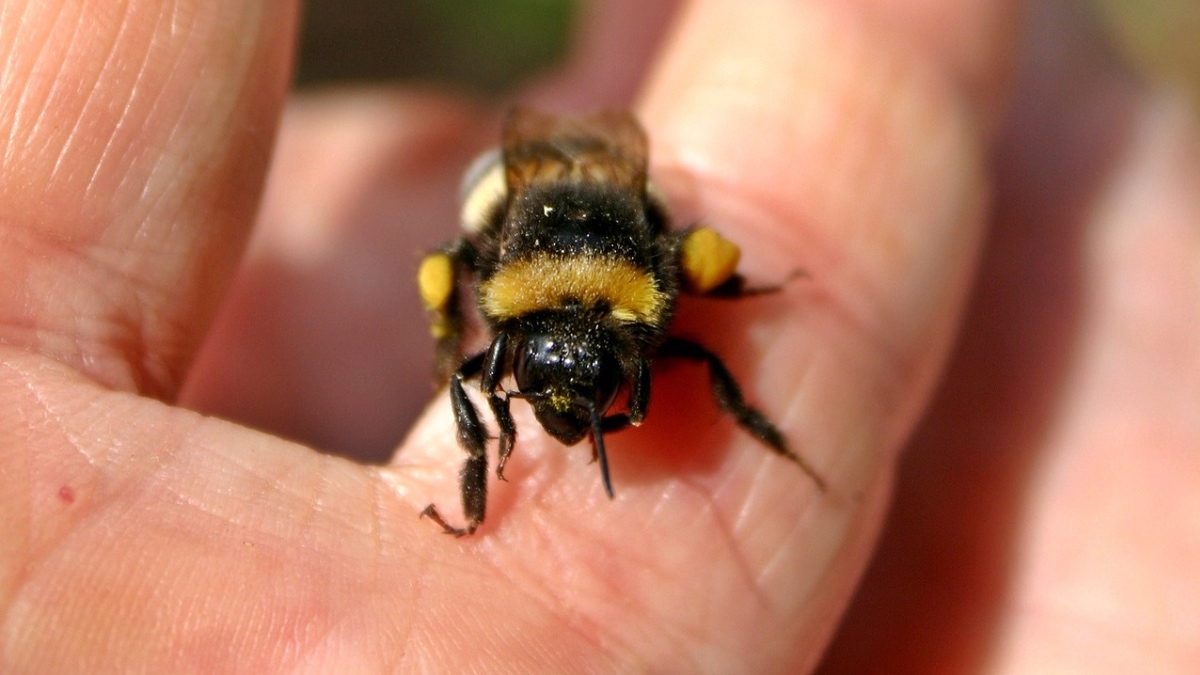 Erschöpfte hummel 2025