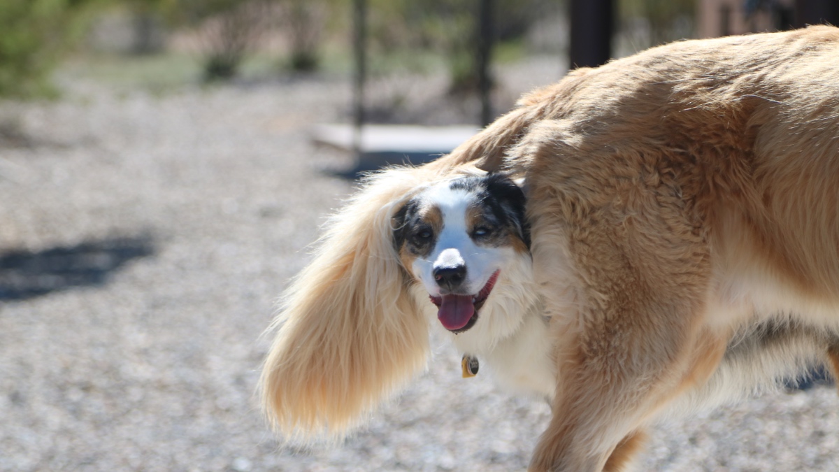 Ein Australian Shepherd mogelt sich in das Foto eines Golden Retriever.