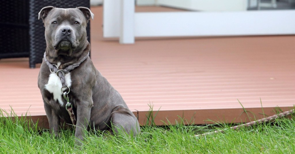 Hund mit Fellfarbe Blue Line