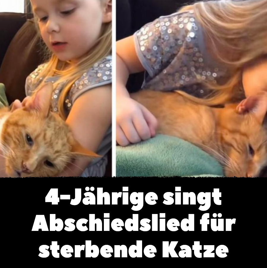 4-Jährige singt Abschiedslied für sterbende Katze