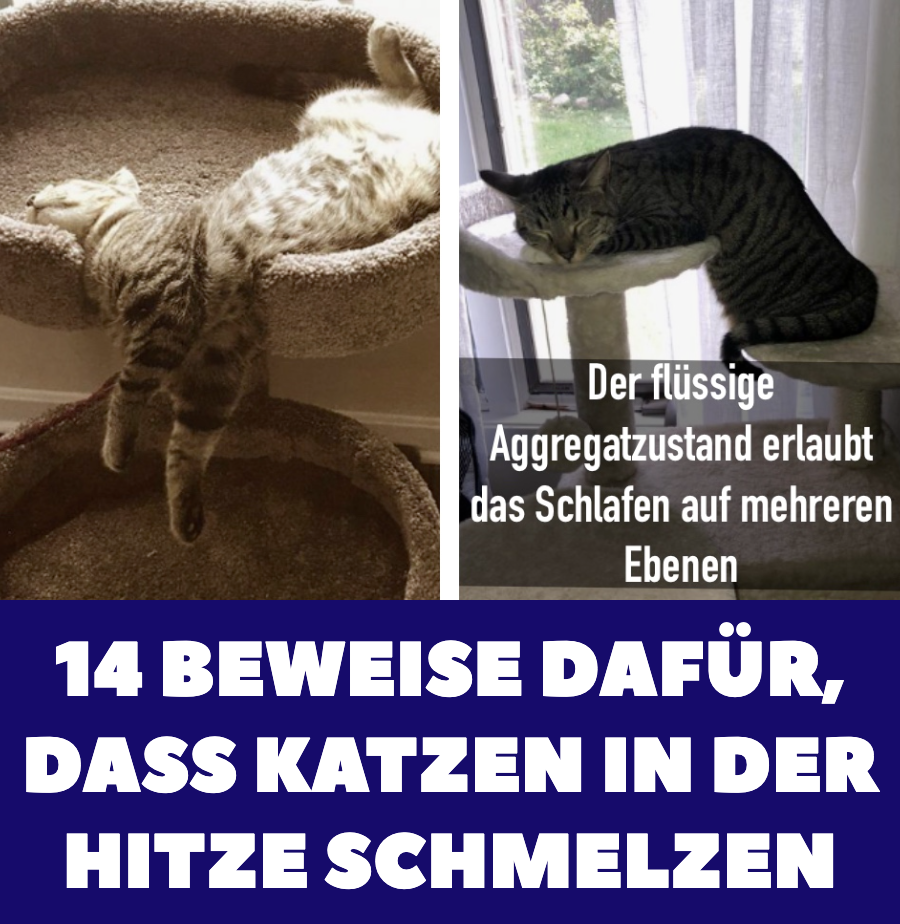 14 Beweise dafür, dass Katzen in der Hitze schmelzen