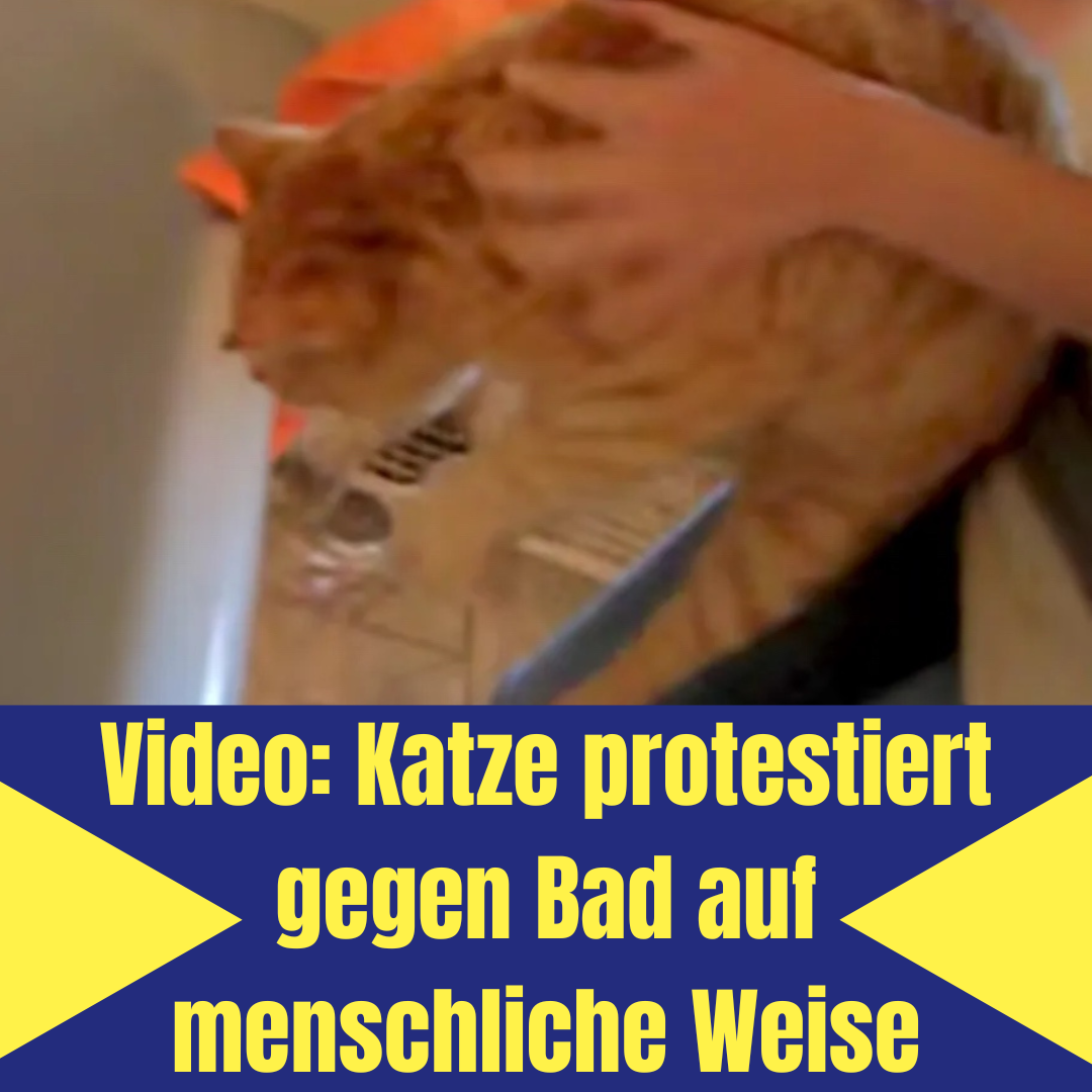 Video: Katze protestiert gegen Bad auf menschliche Weise