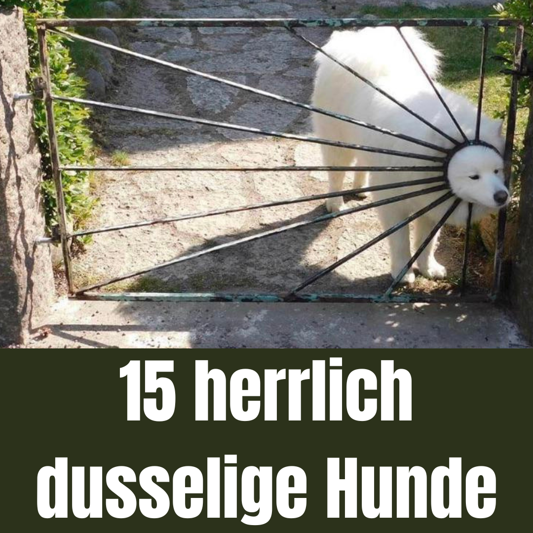 Lustige Hundebilder: 15 herrlich dusselige Hunde