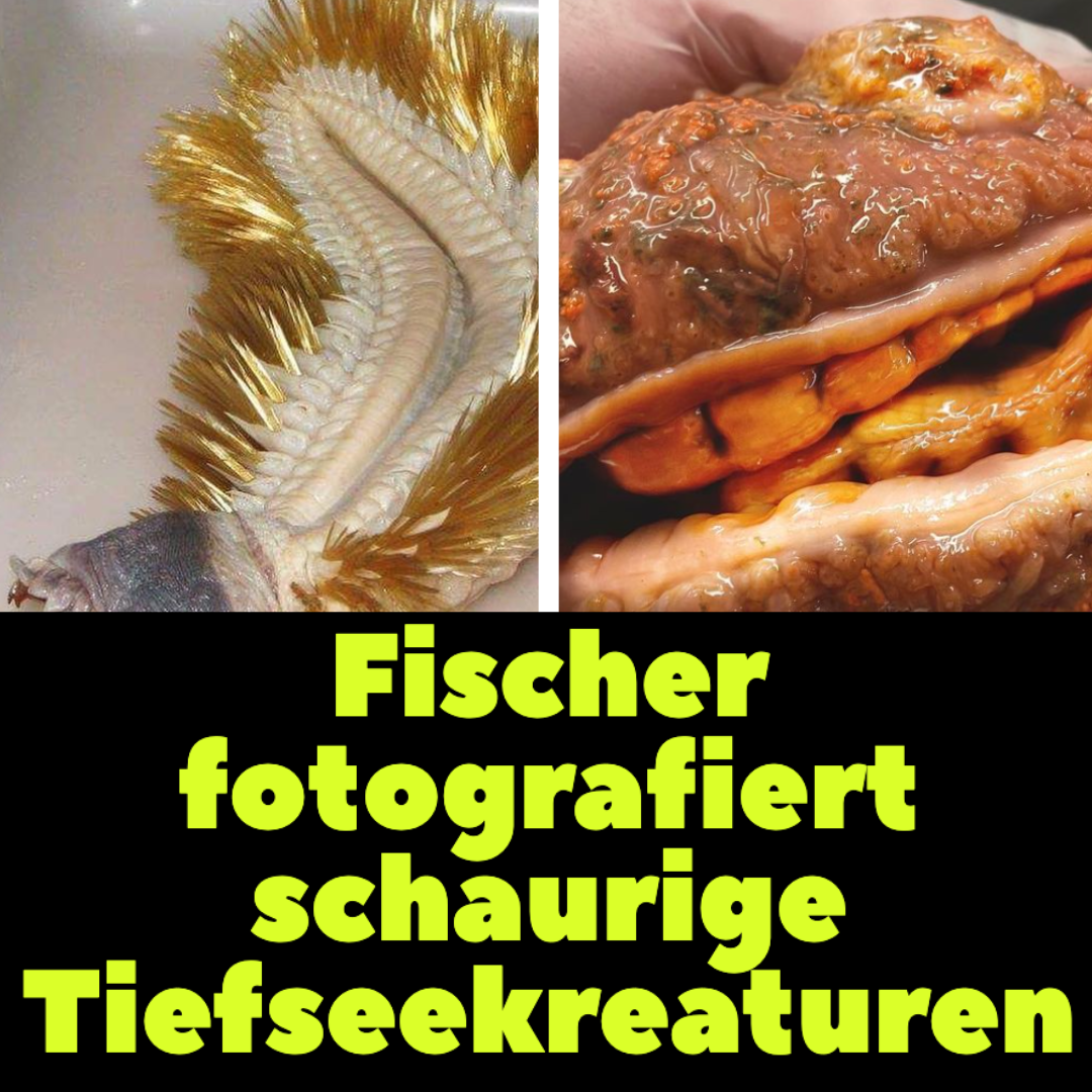 16 Fotos: Fischer fotografiert Tiefseekreaturen